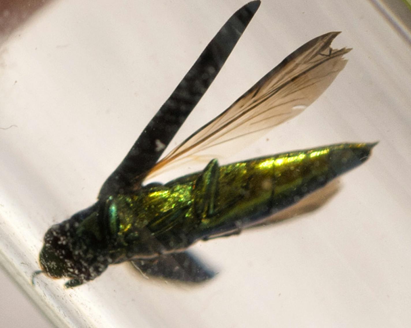 An emerald ash borer suspended in alcohol-based hand sanitizer. Jon Osthus with the Minnesota Department of Agriculture prepared an ash tree bolt, a piece of ash tree filled with 65 pre-pupate wasps that were injected into host emerald ash borers. The parasite wasps will kill the borers and hopefully populate areas infected with the borers, killing them as they breed. Tuesday, July 2, 2013 ] GLEN STUBBE * gstubbe@startribune.com ORG XMIT: MIN1307021536191130