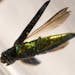 An emerald ash borer suspended in alcohol-based hand sanitizer. Jon Osthus with the Minnesota Department of Agriculture prepared an ash tree bolt, a p