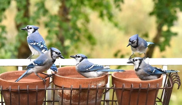 Migrating blue jays pay a visit to a Minnesota backyard