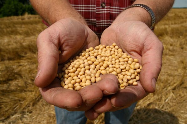Roundup Ready soy bean seeds.