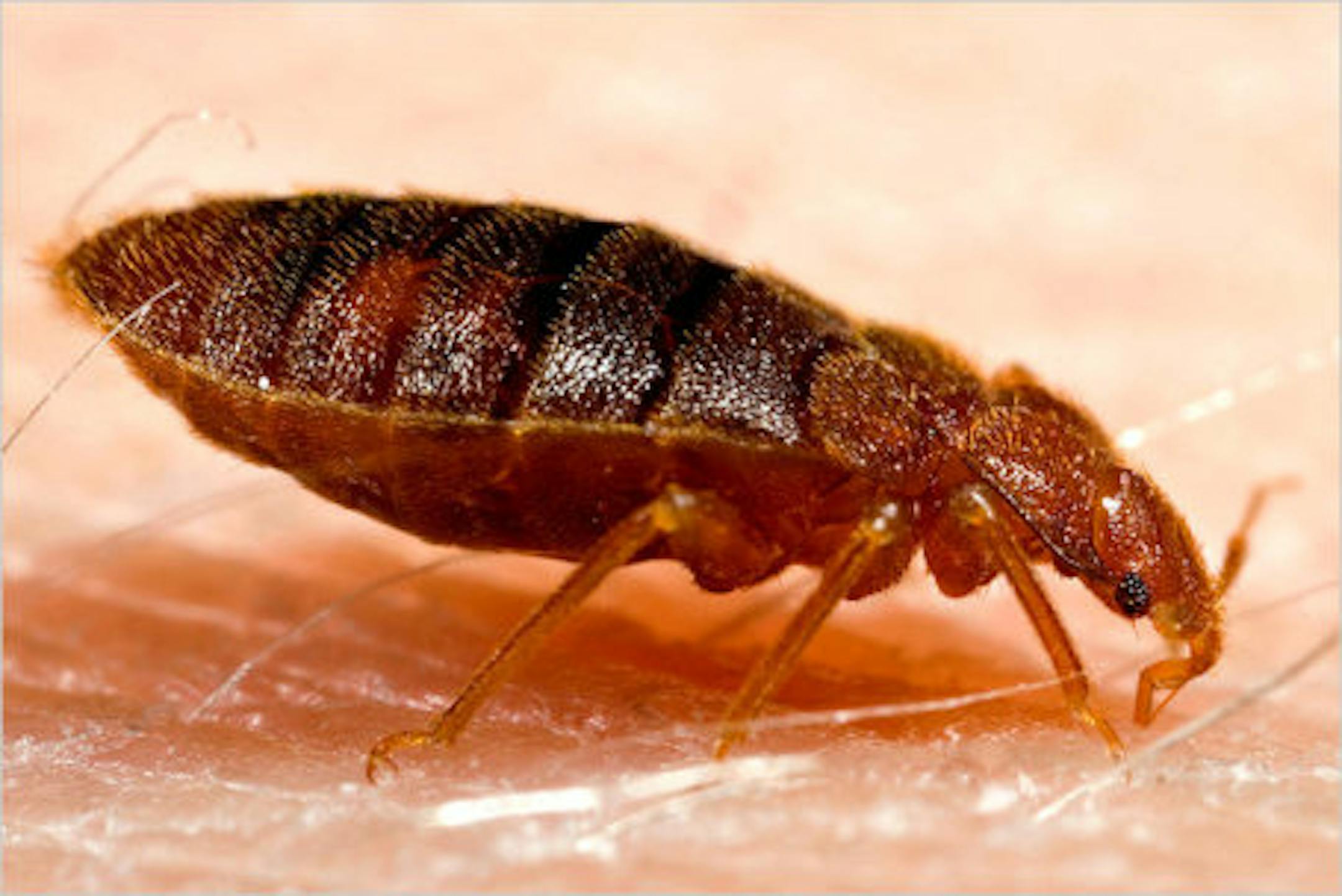 An adult bedbug courtesy of Piotr Naskrecki/CDC via Reuters