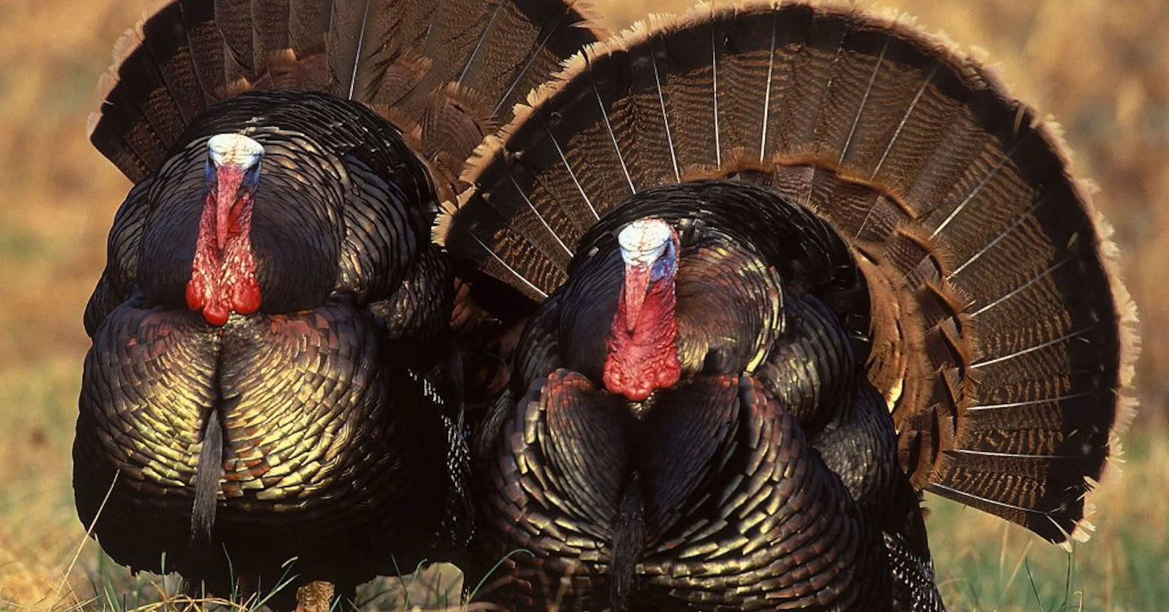 Turkeys In Minnesota A primer on Minnesota's wild turkey hunting season