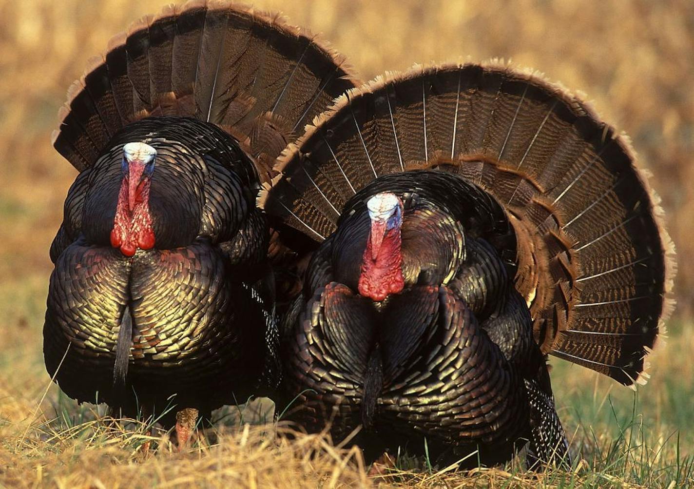 A pair of strutting tom turkeys glisten in the sunlight.