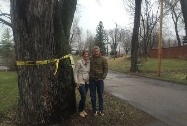 Mary and Joe Schmidt of Minnetonka near one of their neighborhood trees scheduled to be cut down. They&#x2019;ve threatened to get a restraining order