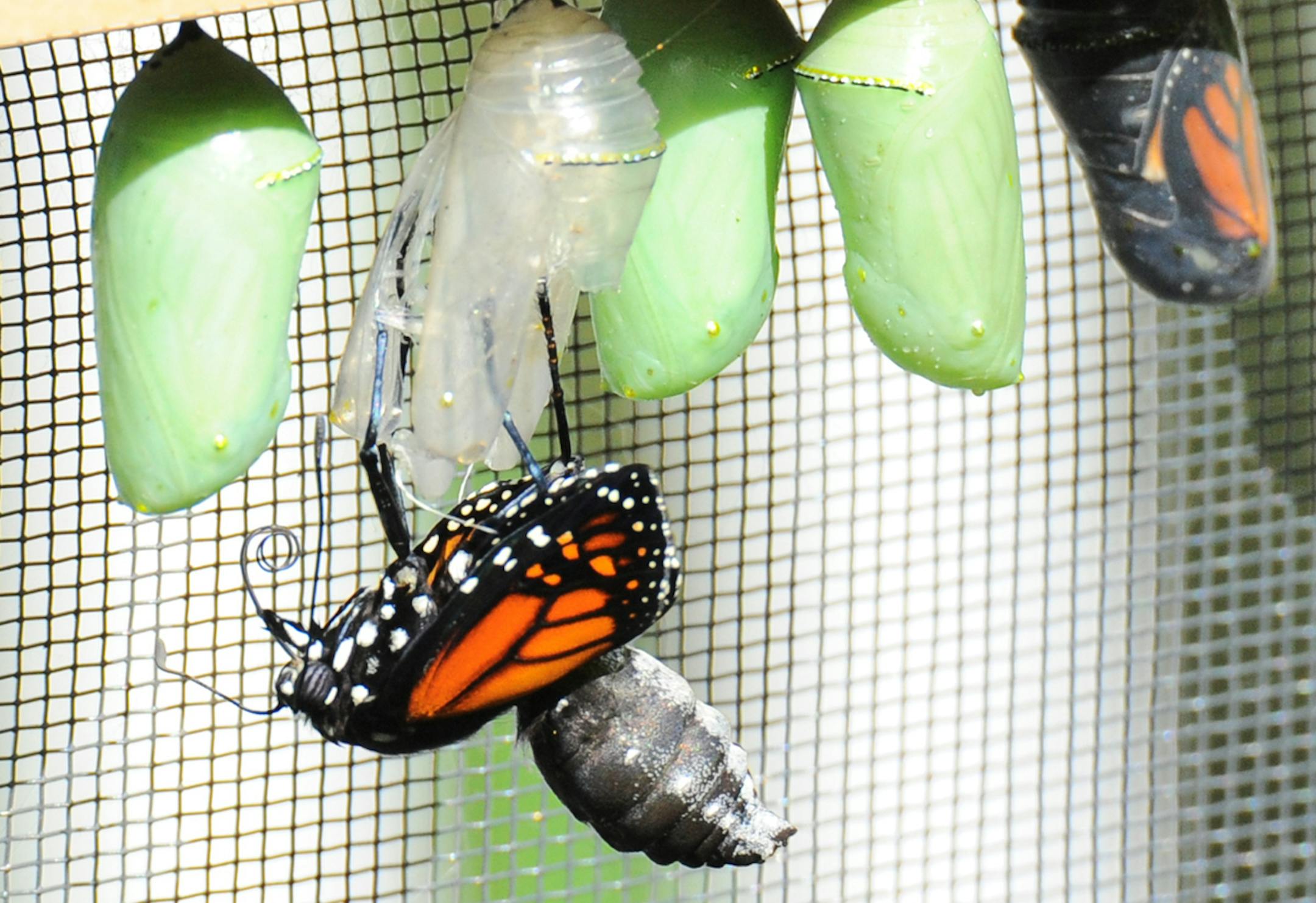 Monarch out of chrysallis credit: Jim Williams, special to the Star Tribune
