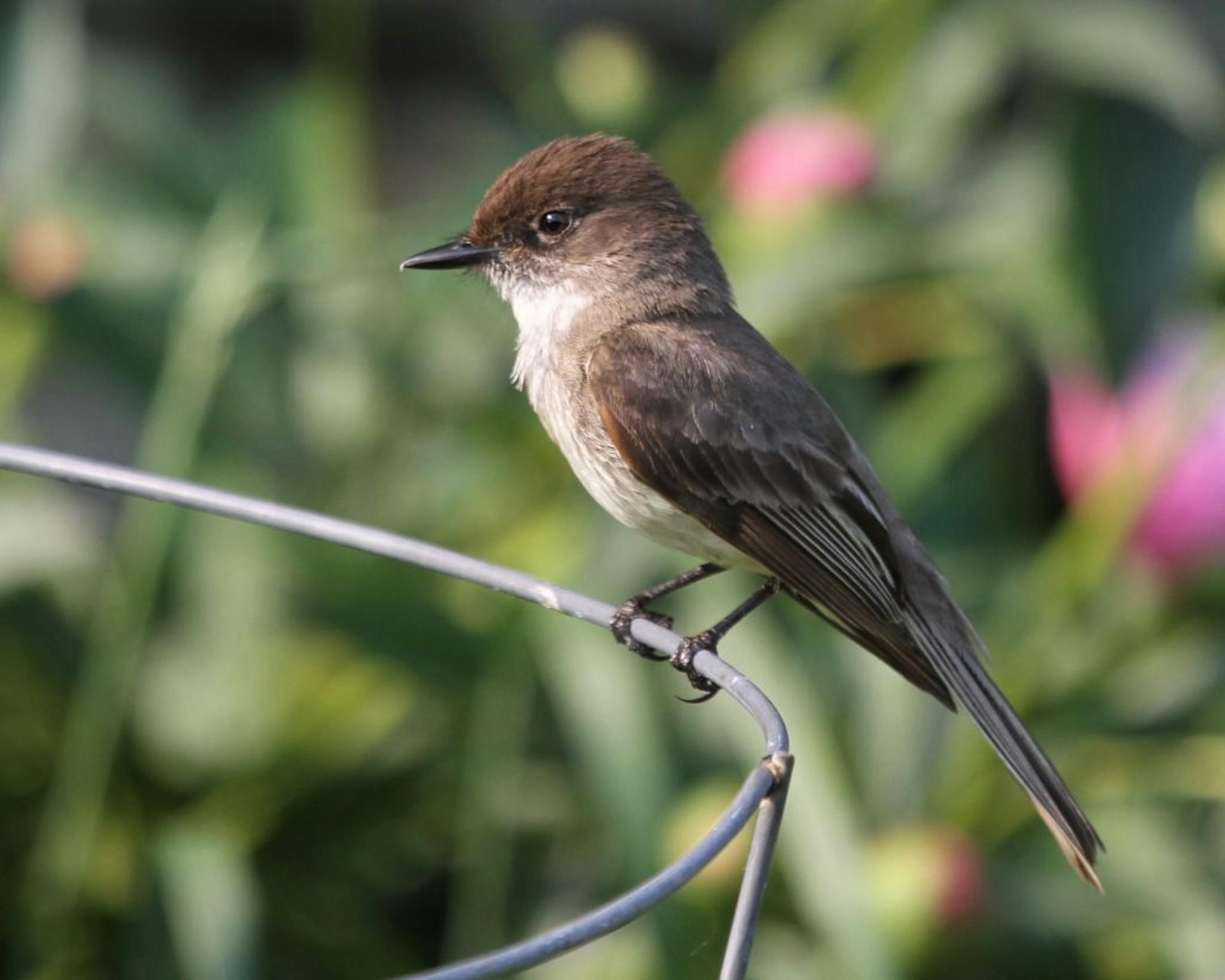Eastern phoebes, handsome flycatchers known for their frequent tail bobbing, tend to add layer after layer to their nests over the years.