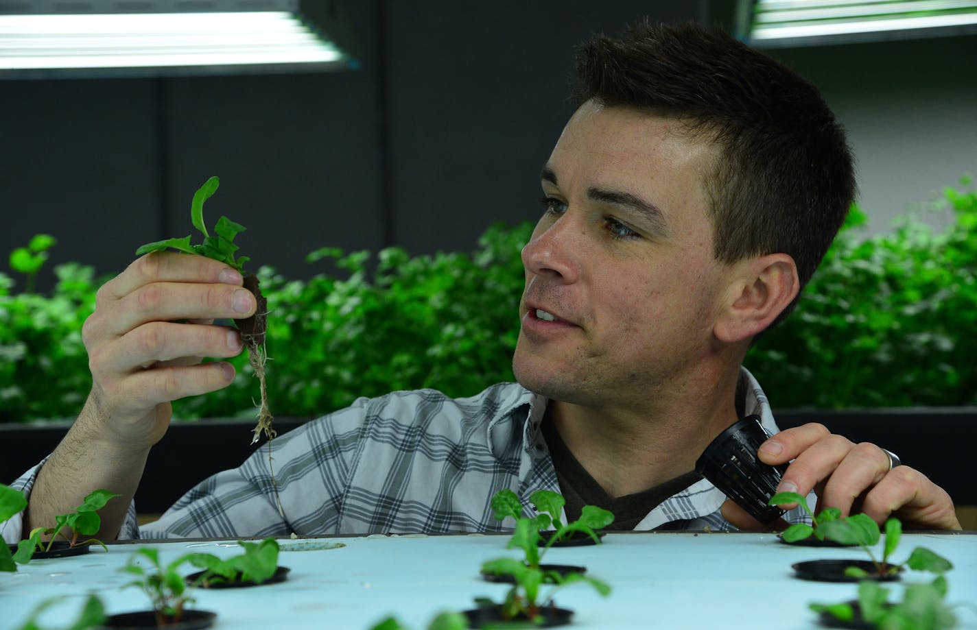 Urban Organics co-founder Dave Haider inspected Swiss chard seedlings at the company&#x2019;s facility in the former Hamm&#x2019;s Brewery on St. Paul&#x2019;s East Side.