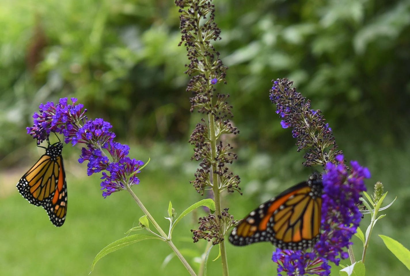 Olivia Nienaber's garden