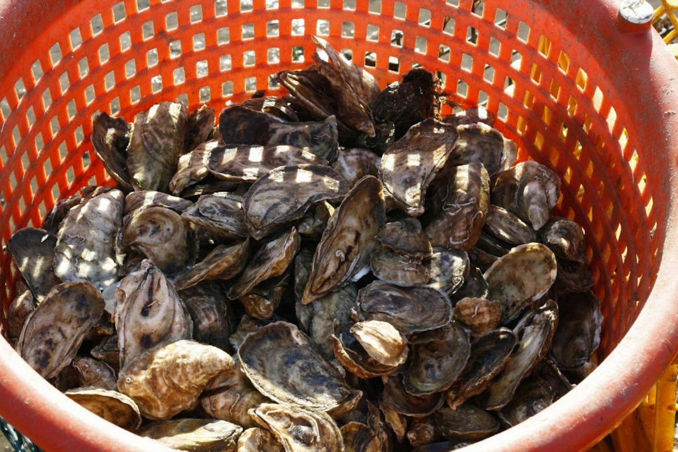 The oyster catch is displayed in a shell fisherman's basket, at Wellfleet Harbor.