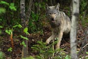 A gray wolf with a padded research trap on its foot peered out from the woods at the crew from the Voyageurs Wolf Project in 2021.