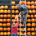 Steve Ward and Donna Workman add pumpkins to a display as work on Ric Griffith's Pumpkin House continues on Friday, Oct. 24, 2014, in Kenova, W.Va. (A