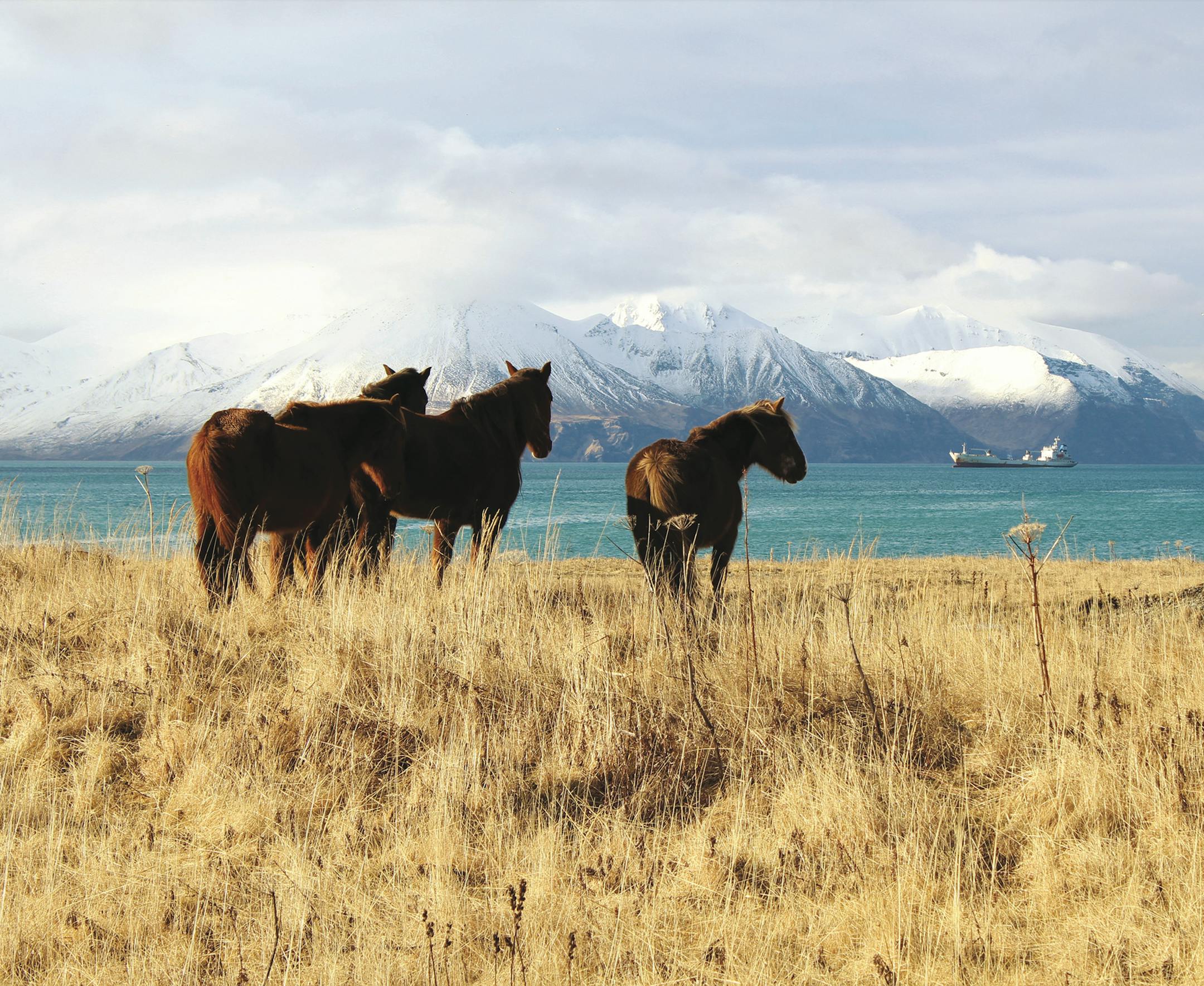 I have attached a copy w/o the watermark. I took this picture on Valentines' Day, 2015. I was visiting my sister, who lived in Unalaska/Dutch Harbor, Alaska at the time. It was a quick weekend trip, and I was determined to spend my time taking pictures of the amazing islands. I wanted to take pictures of crabbing and fishing activities, the old Russian Orthodox church, the eagles and the treeless mountains carpeted in gold. What I really dreamed of capturing were the wild horses of the Aleutian
