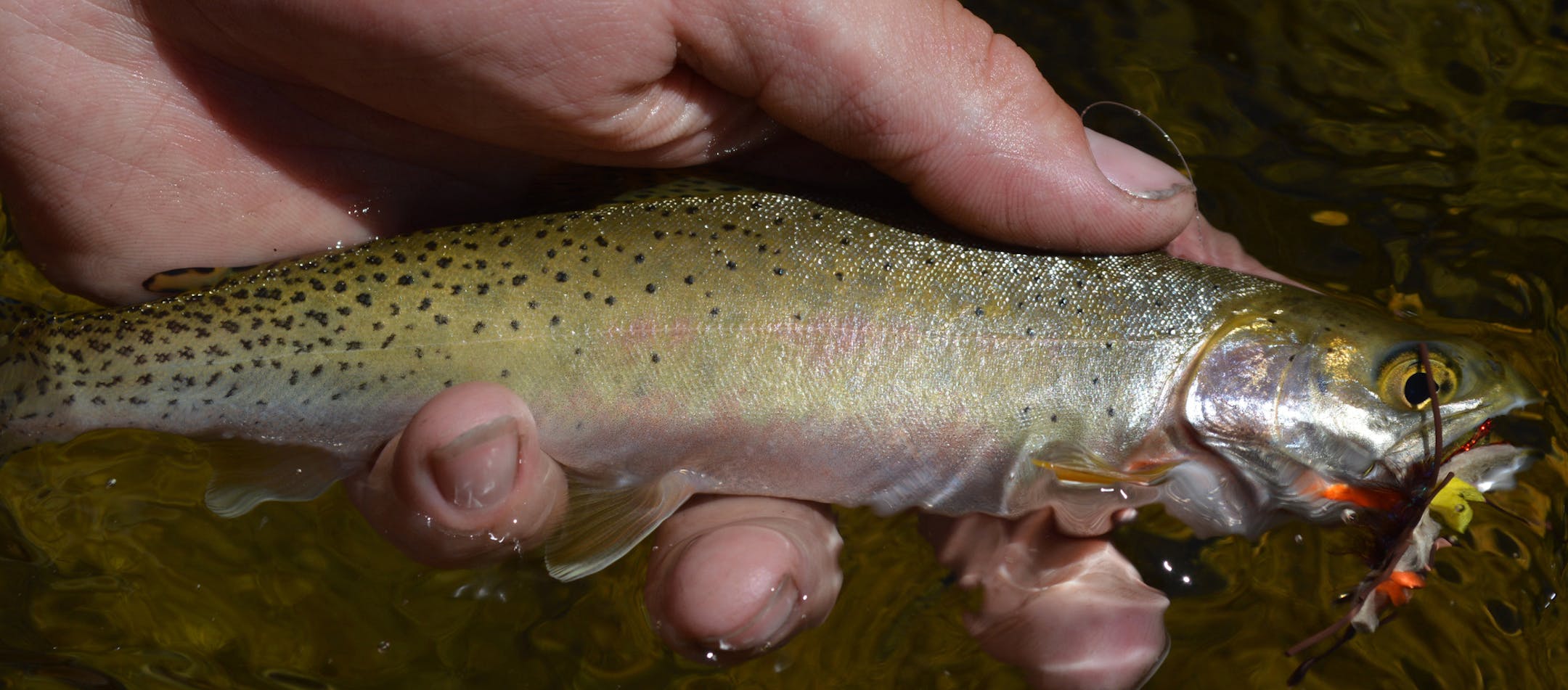 Ranging from 8 to perhaps 18 inches, the Selway River's cutthroat trout aren't big, in part due to the river's cold temperature and its relative lack of insects and other food.