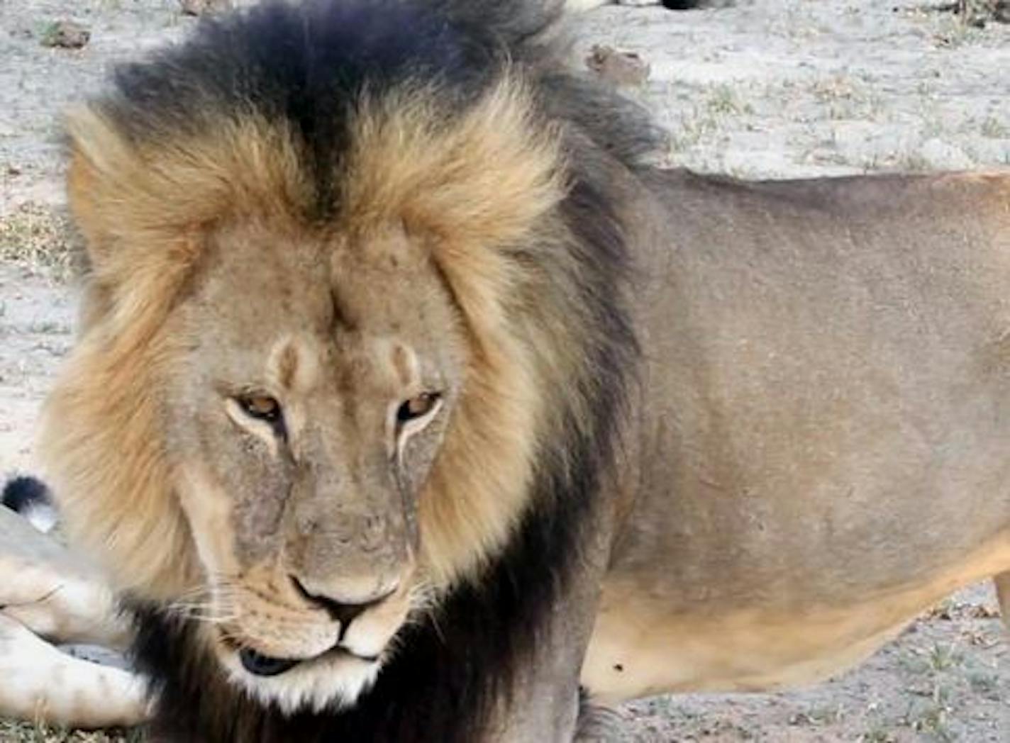 In this image taken from a November 2012 video made available by Paula French, a well-known, protected lion known as Cecil strolled around in Hwange National Park, in Hwange, Zimbabwe.