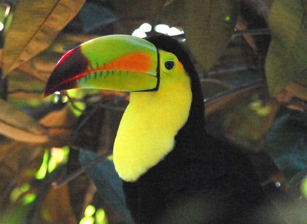 Look for exotic birds like a keel-billed toucan on the lodge cam.