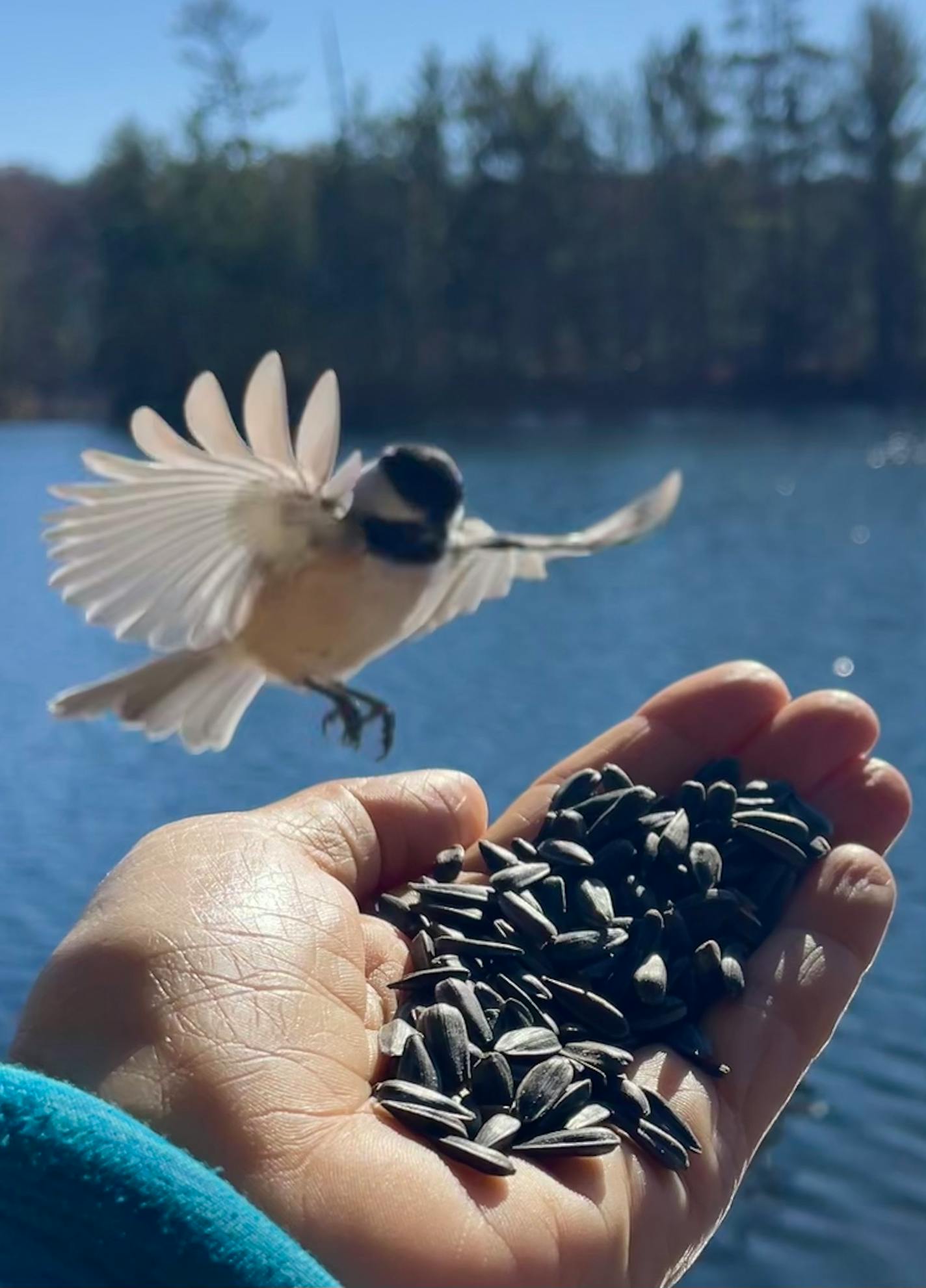 A chickadee with wings fanned out preparing to land on a hand held out filled with sunflower seeds. In the background is a lake with trees visible on the far shoreline.