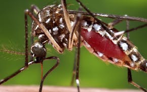 FILE - This 2006 file photo provided by the Centers for Disease Control and Prevention shows a female Aedes aegypti mosquito in the process of acquiri