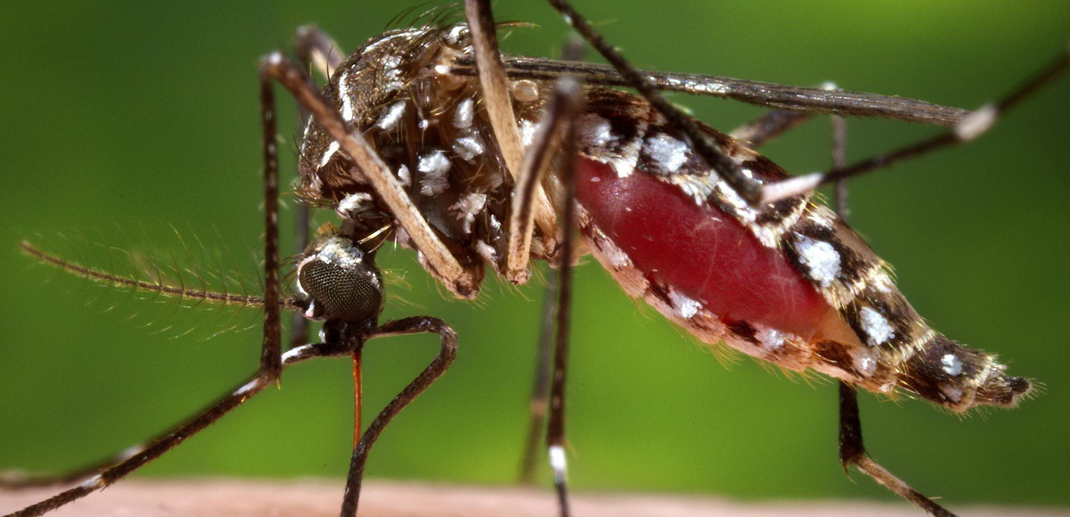 FILE - This 2006 file photo provided by the Centers for Disease Control and Prevention shows a female Aedes aegypti mosquito in the process of acquiring a blood meal from a human host. The Aedes aegypti mosquito is behind the large outbreaks of Zika virus in Latin America and the Caribbean. On Friday, July 29, 2016, Florida said four Zika infections in the Miami area are likely the first caused by mosquito bites in the continental U.S. All previous U.S. cases have been linked to outbreak countri