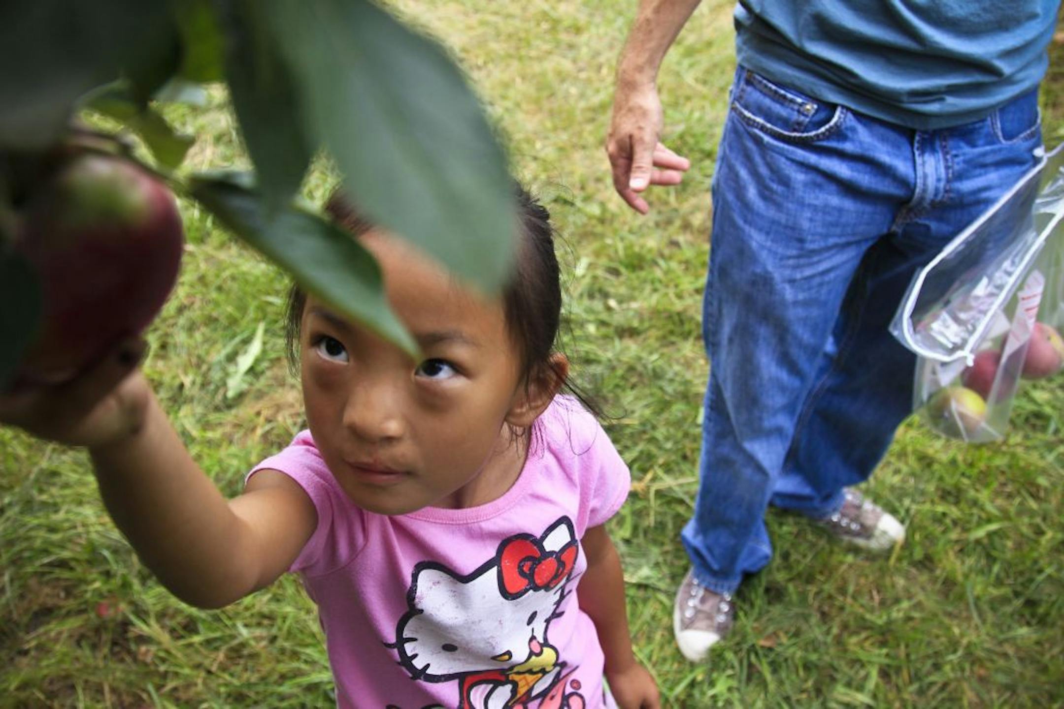 Five-year-old Lia Martin had her eye on the apple as she tried to pick it with her father Matt Martin, at the Afton Apple Orchard, Tuesday, August 28, 2012 in Afton, MN. (ELIZABETH FLORES/STAR TRIBUNE) ELIZABETH FLORES � eflores@startribune.com