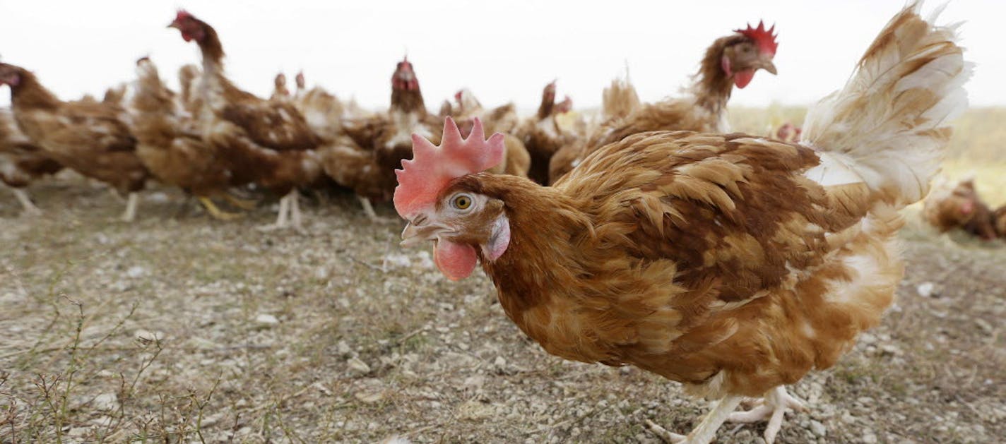 FILE - In this Oct. 21, 2015, file photo, cage-free chickens walk in a fenced pasture at an organic farm near Waukon, Iowa. Eggs have gone from record high prices at the height of the bird flu crisis in 2015 to the cheapest prices in a decade recent weeks. It's because chicken barns restocked with young hens laying lots of eggs boosted supply but demand hasn't come back as strong. (AP Photo/Charlie Neibergall, File)