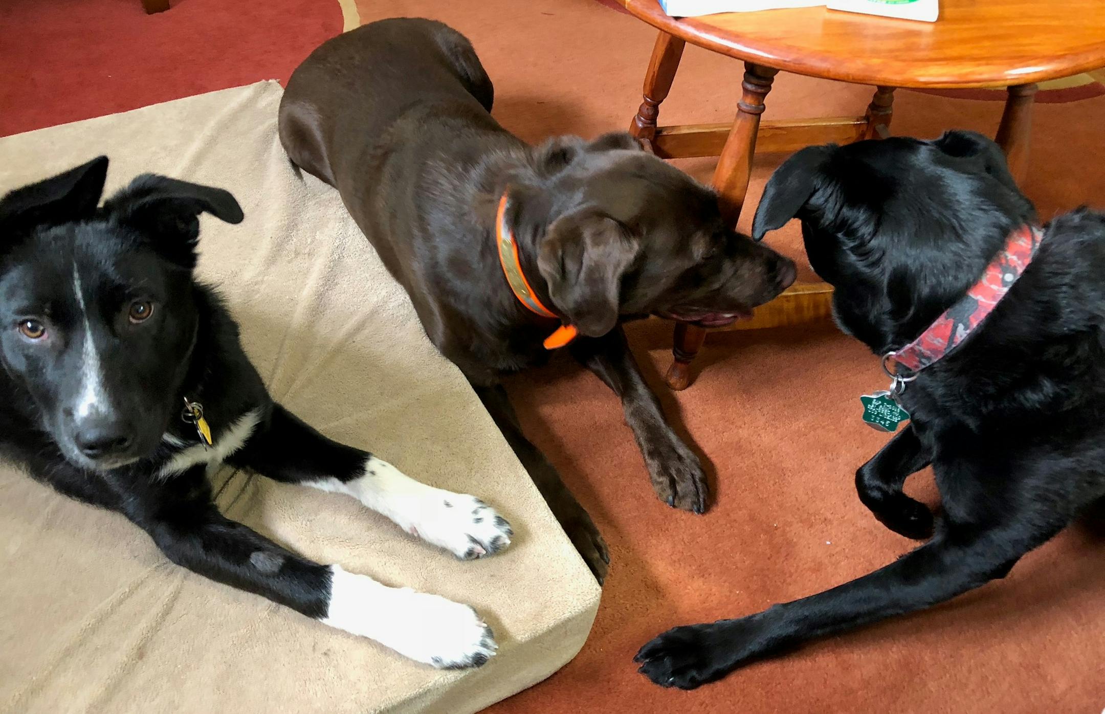 Photo by Laurie Hertzel
Last spring, Angus, Blue and Rosie got along great. What but this time Rosie behaved ferociously toward Blue. What changed?