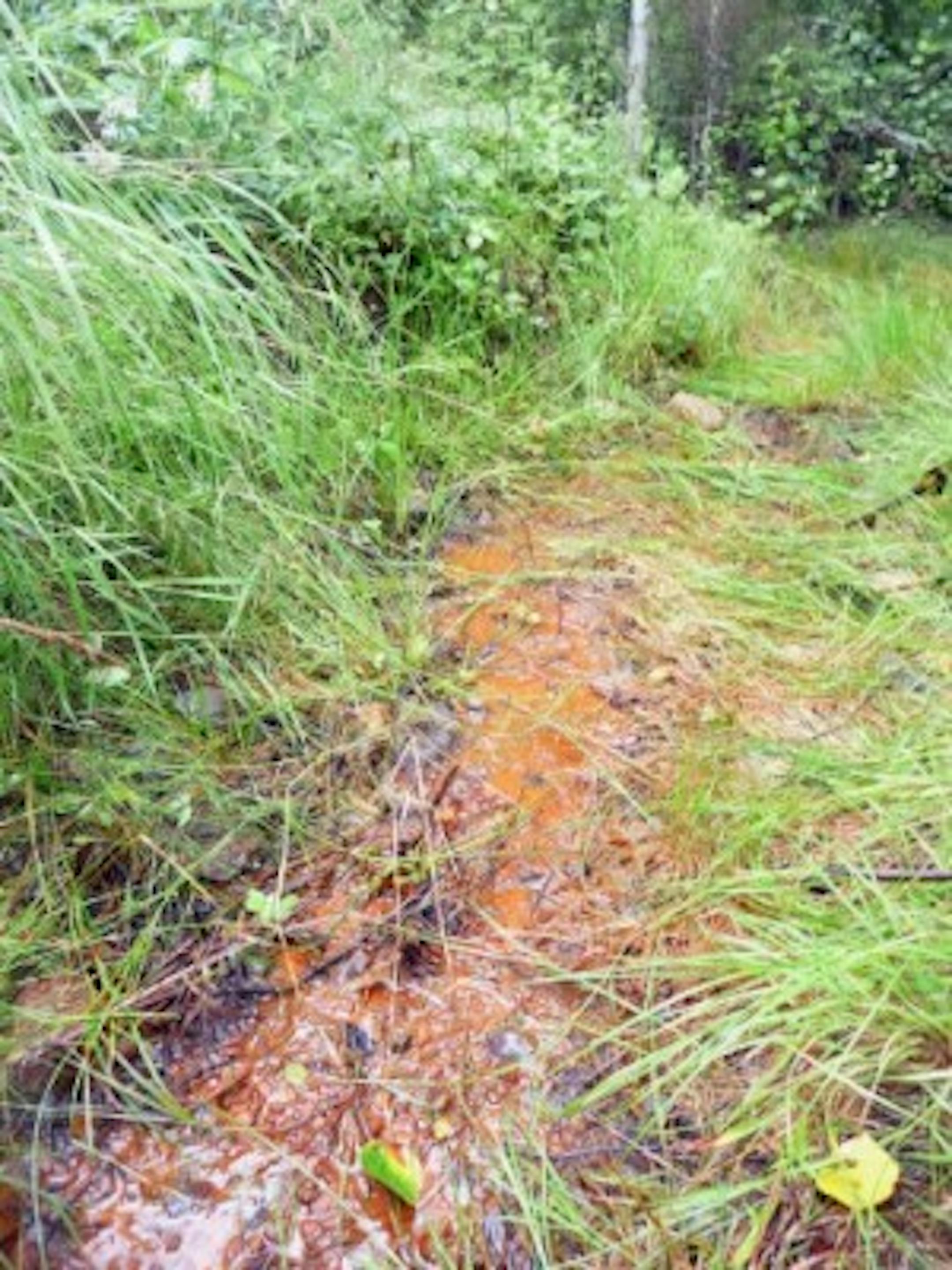Spruce Road acid mine drainage.