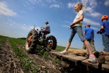 Man on tractor pulling wooden platform through cornfield with three children on it looking for rocks.