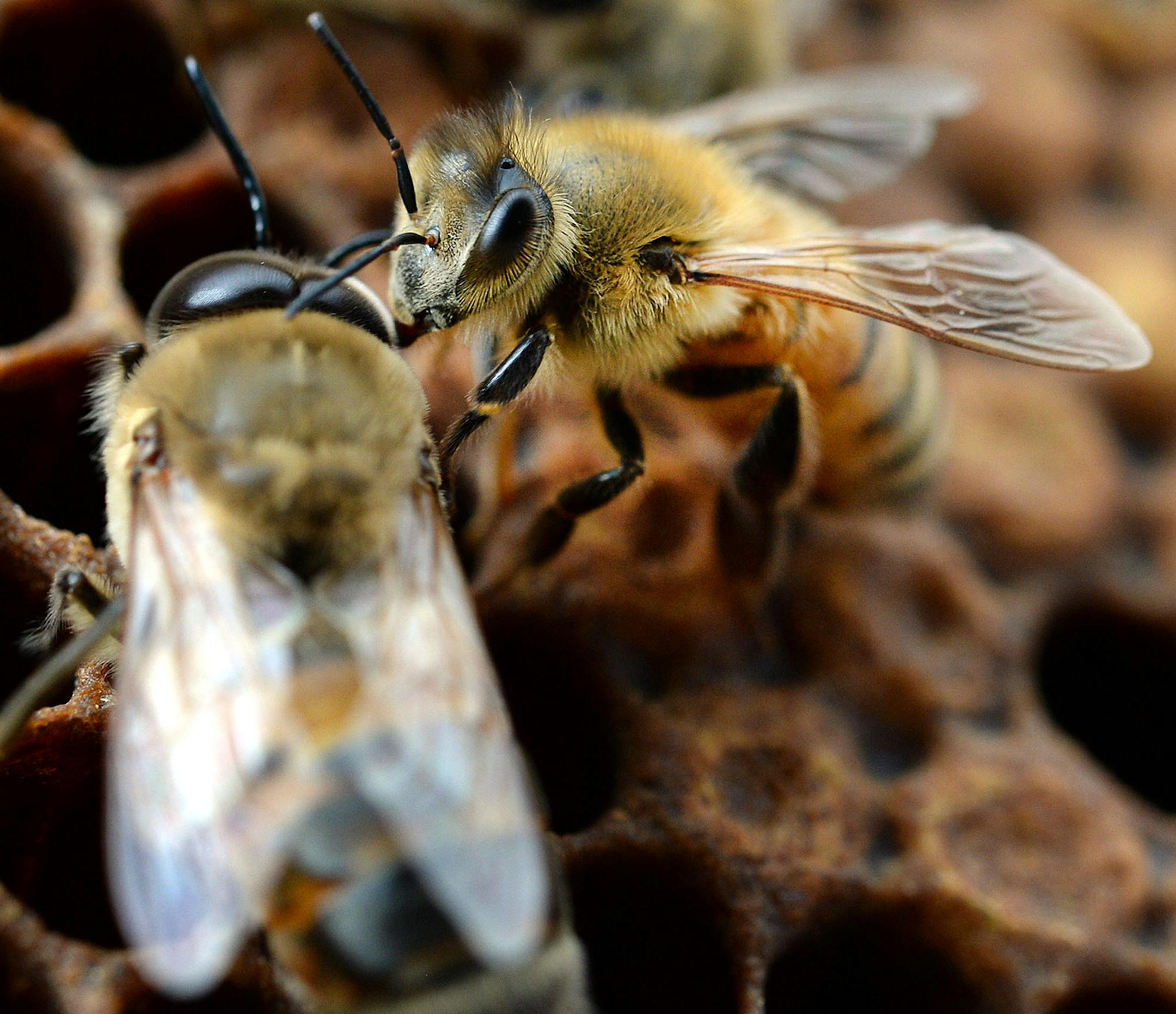 Honey bees are seen at an apiary near Panama City, Fla., on Wednesday, March 4, 2015. (AP Photo/The News Herald, Andrew Wardlow)