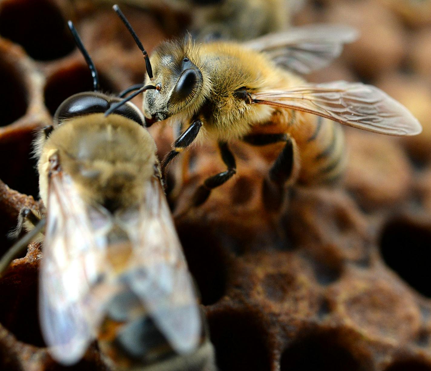 Honey bees are seen at an apiary near Panama City, Fla., on Wednesday, March 4, 2015. (AP Photo/The News Herald, Andrew Wardlow)