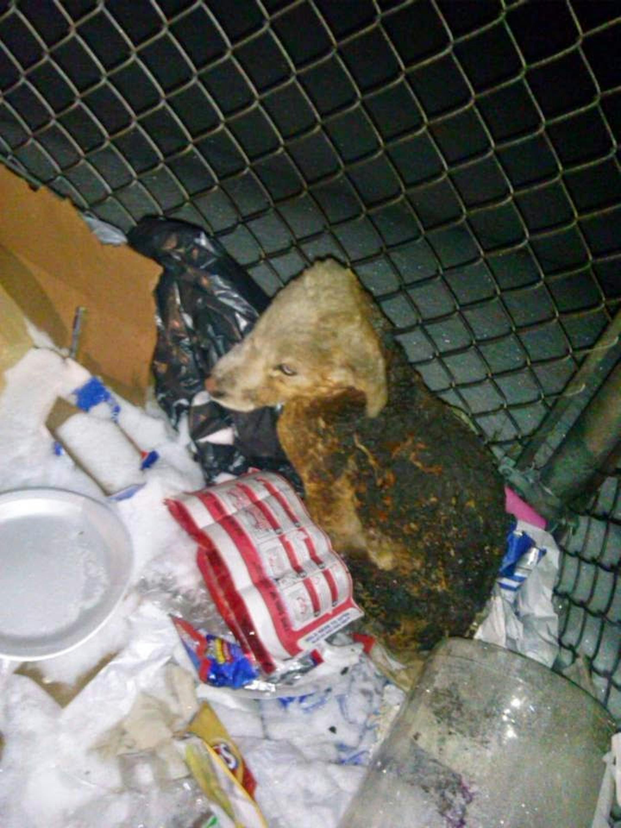 Phoenix, moments after he was rescued from a burning trash bin in northern Minnesota.