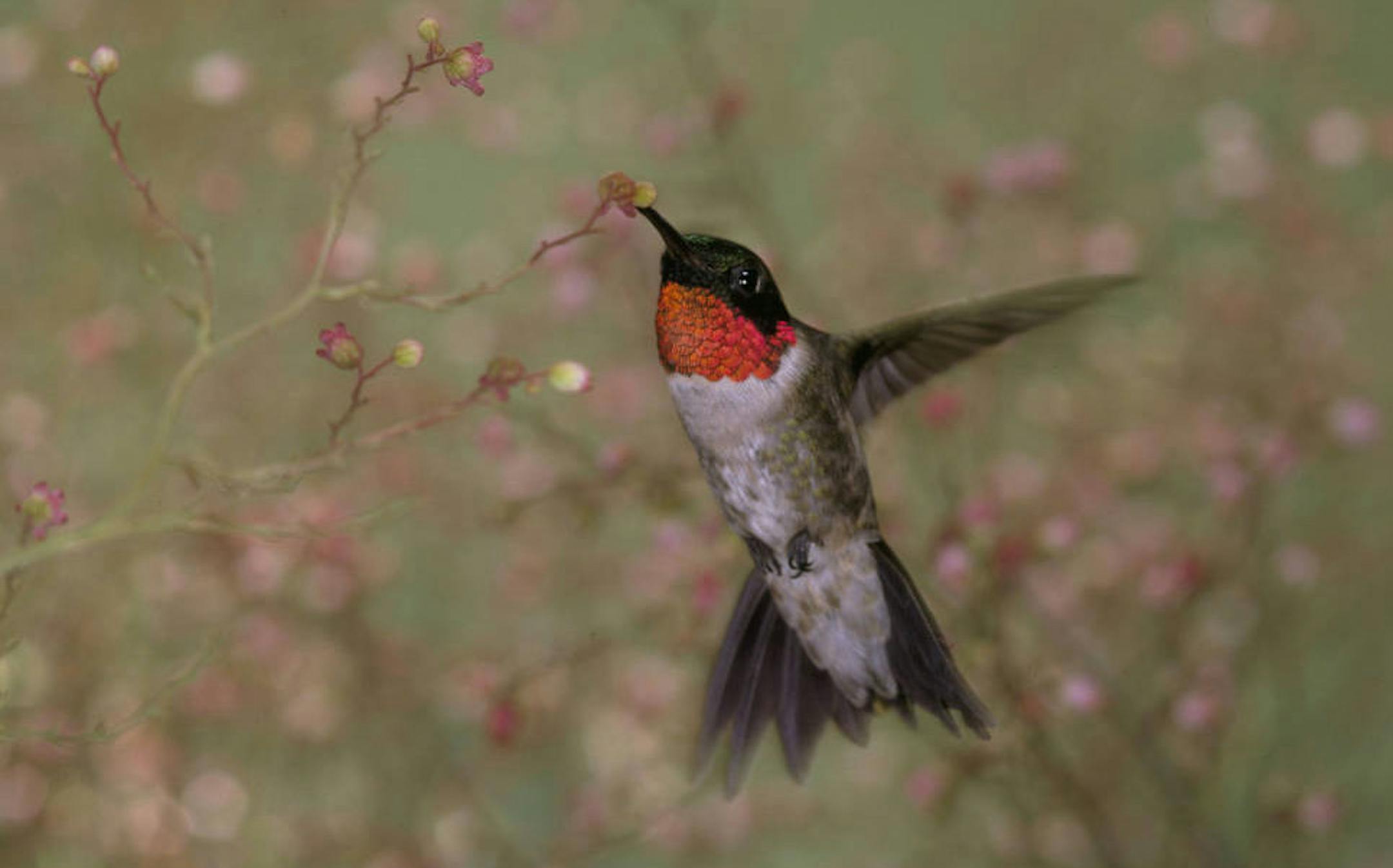 Ruby-throated hummingbird is the smallest bird in Minnesota.