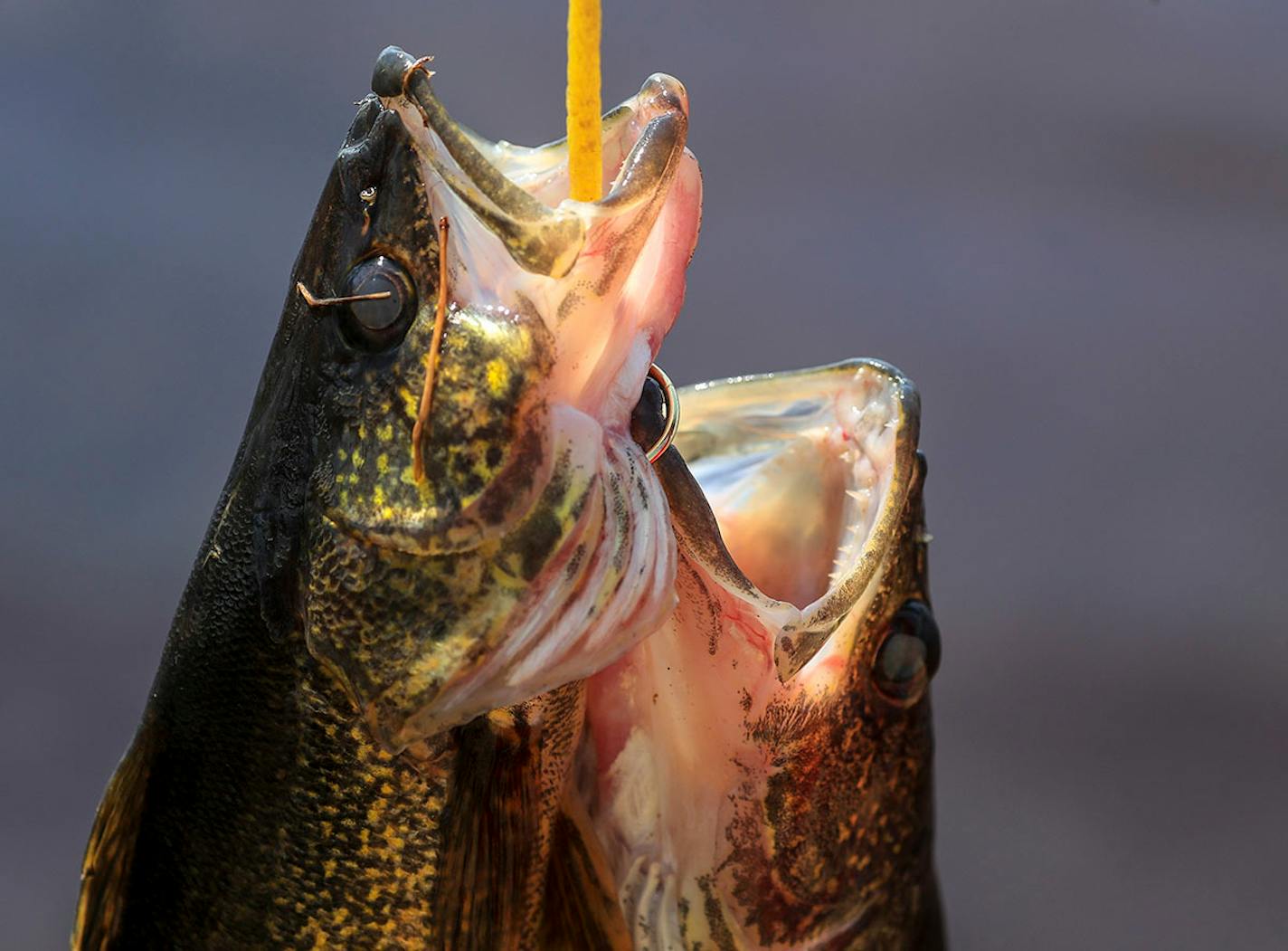 Walleyes caught in the St. Louis River.