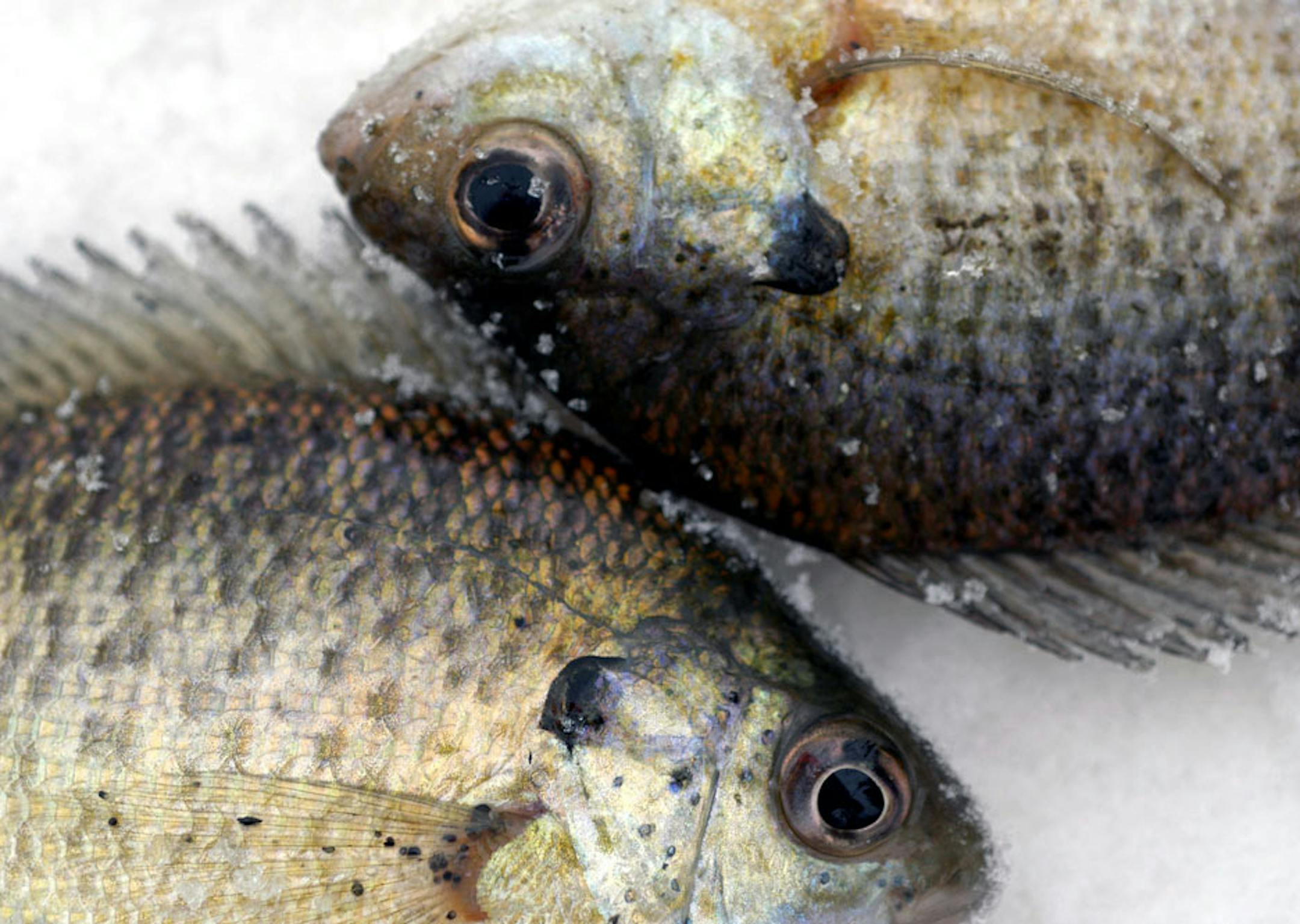 Bluegills and other fish are biting now. Theories vary on why fishing is so good early in the ice fishing season.