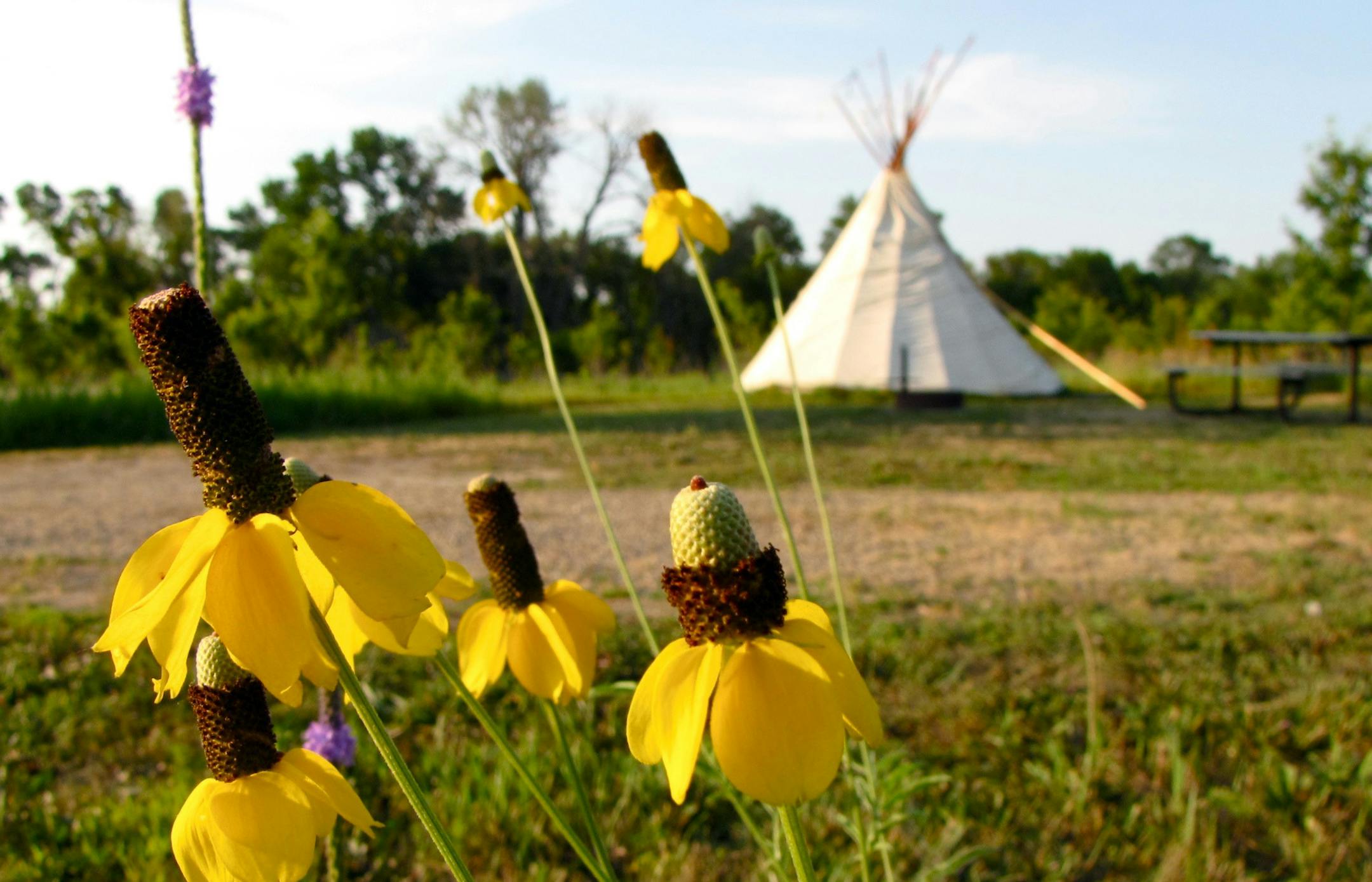 Wildflowers bloom around the tepees in Upper Sioux Agency State Park, near Granite Falls, in southwestern Minnesota. Below: Kylie McClintick settles in for a night under the stars.