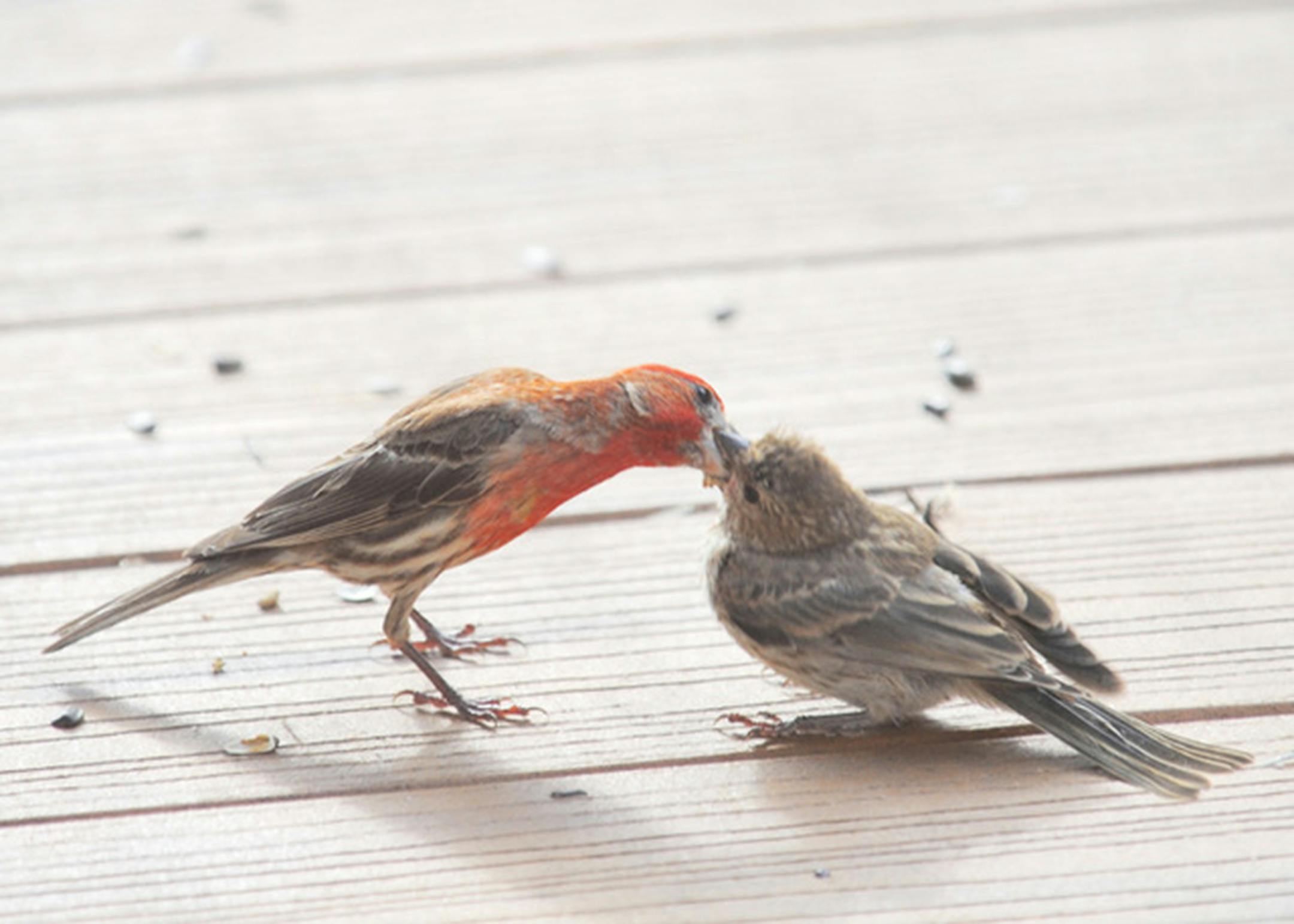 A house finch dad and offspring. Photo by Jim Williams