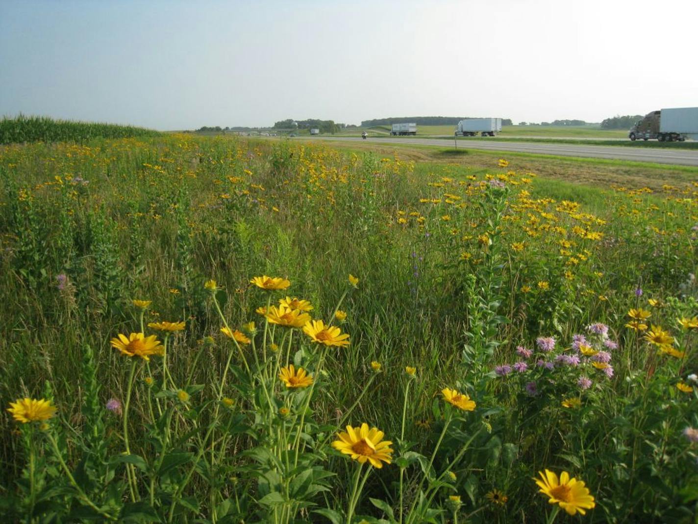 This area along I-35 near Albert Lea was planted with prairie wildflowers about five years ago with the goal of preventing blowing and drifting snow. An added benefit is providing pollinator habitat (diverse species including common milkweed, monarda, goldenrods, sunflowers, and several native grass species).