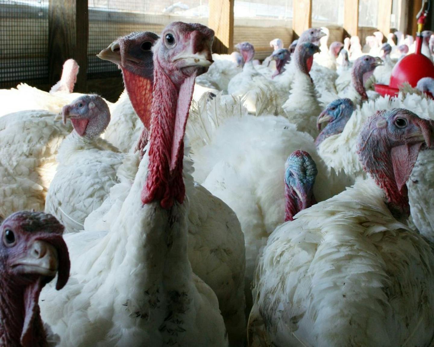 This undated photo provided by Bethany Hahn shows a flock of turkeys at a Minnesota poultry farm. Three months after a devastating form of bird flu made its first appearance in the Midwest, the first poultry farm in the region to be affected is growing turkeys again _ even though the virus is still lurking in Minnesota and beyond.