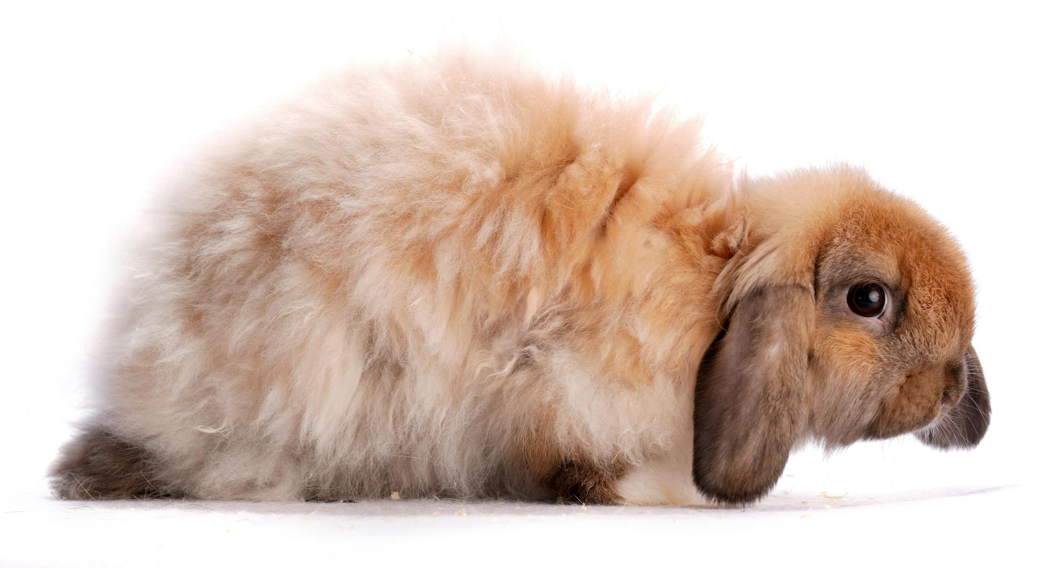 An American fuzzy lop shown by Marlys Schoenhals of Isanti, Minn.