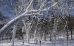 Cross-country skiers made their way around Theodore Wirth Park Thursday afternoon in Minneapolis, Minn. ] Aaron Lavinsky &#x2022; aaron.lavinsky@start