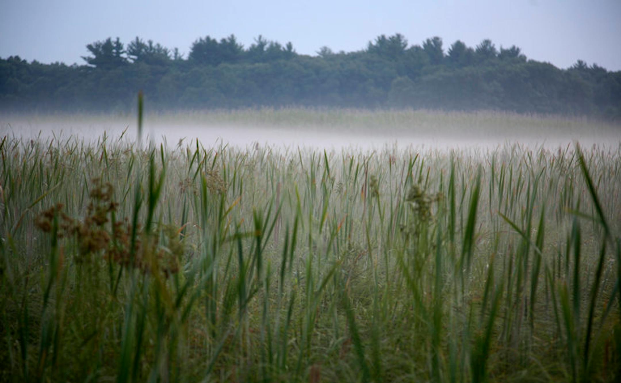 Wild places in the city