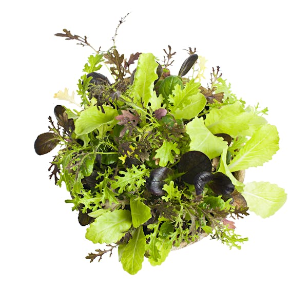 Potted seedlings of garden lettuce and salad greens from above. From istock.