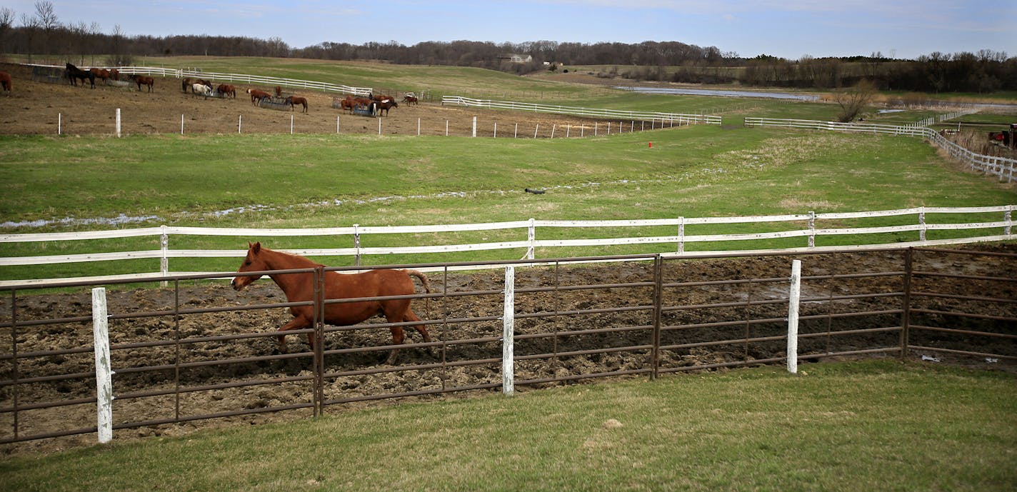 Larry Nesserly points out the steps they've taken at the Shriner horse farm to reduce manure runoff into Lake Rebecca including a green buffer strip between pastures along a small creek. A decade ago Lake Rebecca was so polluted with algae that fish died each July and Three Rivers Park District curtained off the public swimming area to keep the slime at bay. Now the west metro lake is well on the way to a remarkable comeback, thanks to several improvements and an infusion of money. ] BRIAN PETER