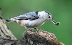 Insects make up a big part of a nuthatch's diet.