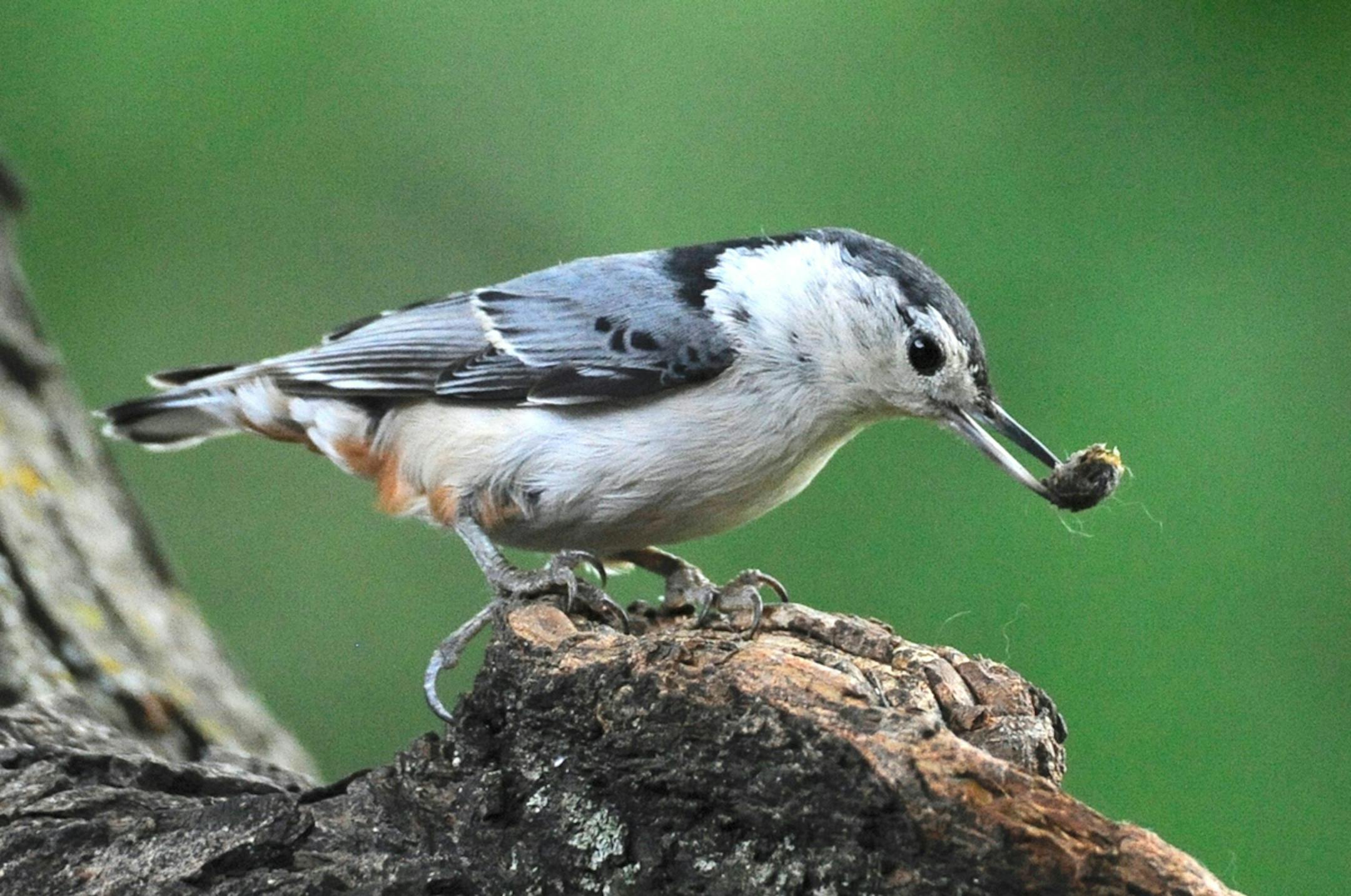 Insects make up a big part of a nuthatch's diet.