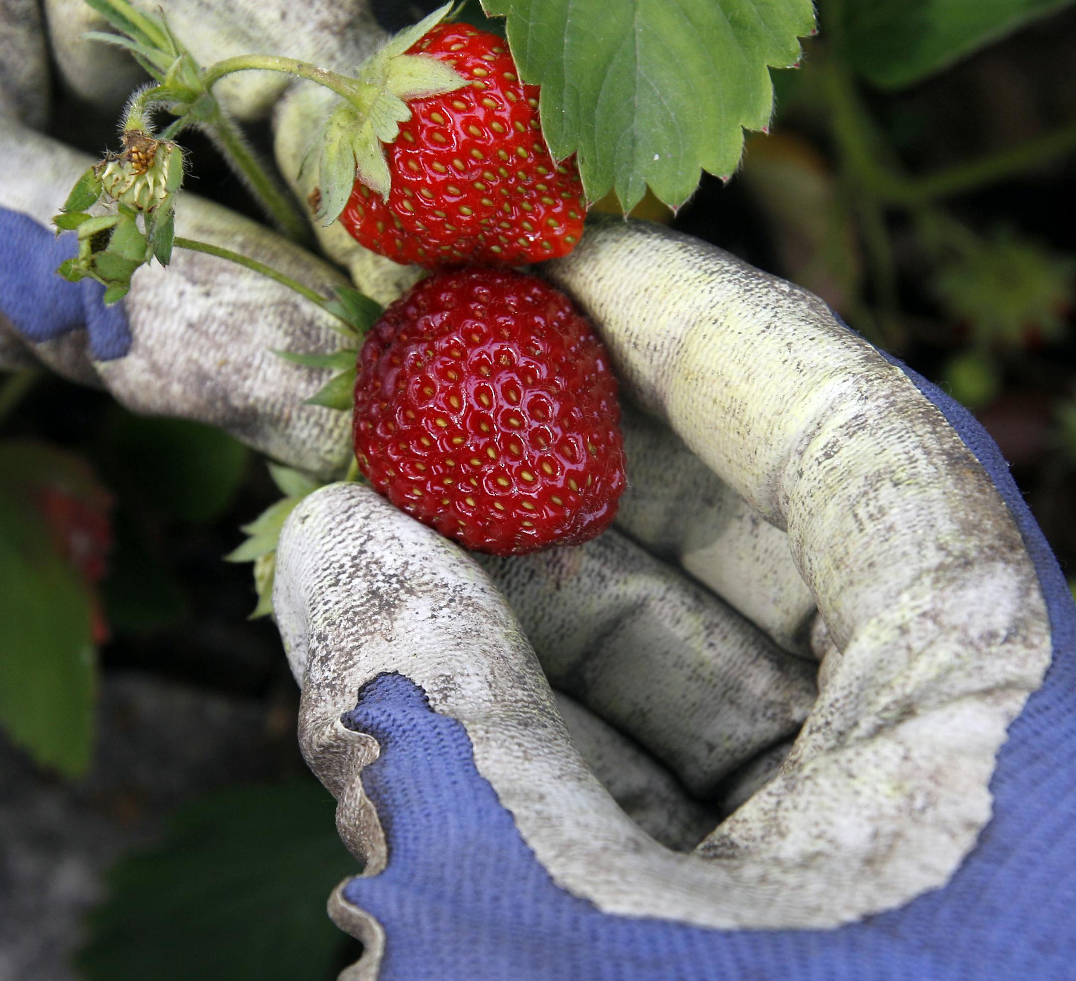 TOM WALLACE ¬• twallace@startribune.com Assignment #20012745A Slug: yard2garden061610 Date: June 3, 2010___A website started by some U of M students acts as a gardener's Craigslist, pairing people looking for space to garden with people who have space, tools, experience, etc. Claudia Dengler and her Yard2Garden pal Kelly Gaspar garden in Claudia's Minneapolis yard IN THIS PHOTO: Strawberries coming in. ORG XMIT: MIN2013070812570738