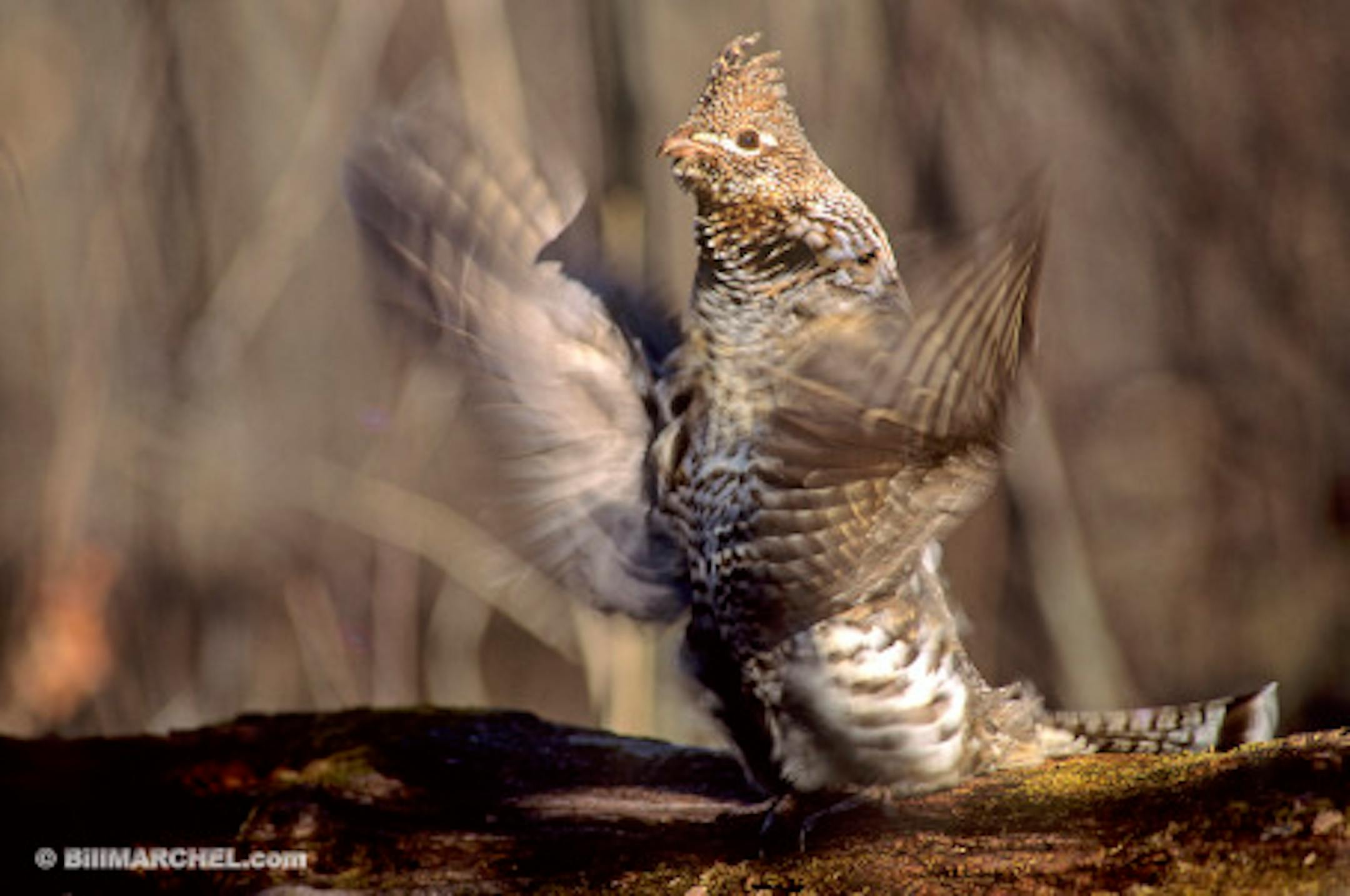 Grouse