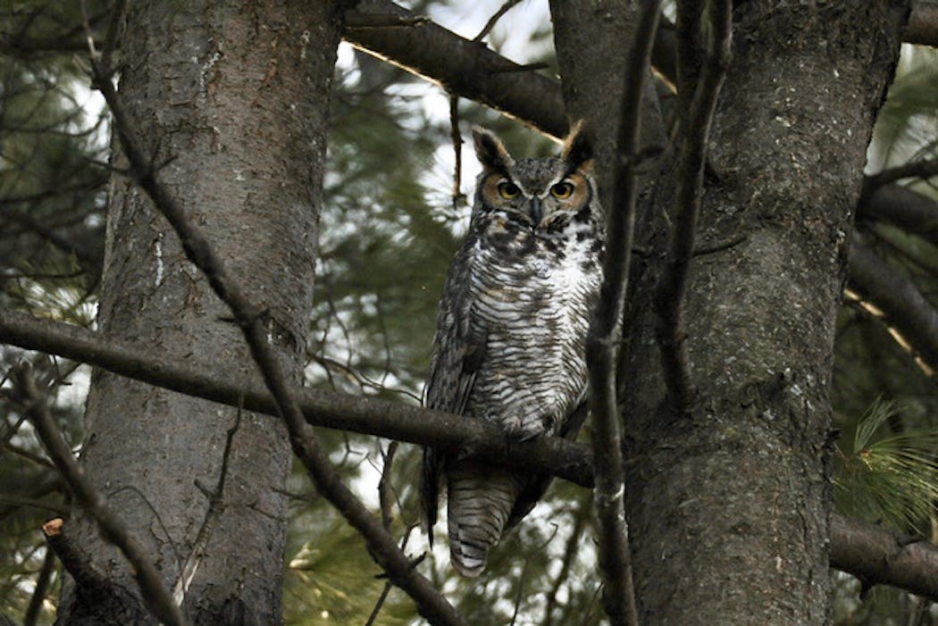 Great horned owls start hooting in October.