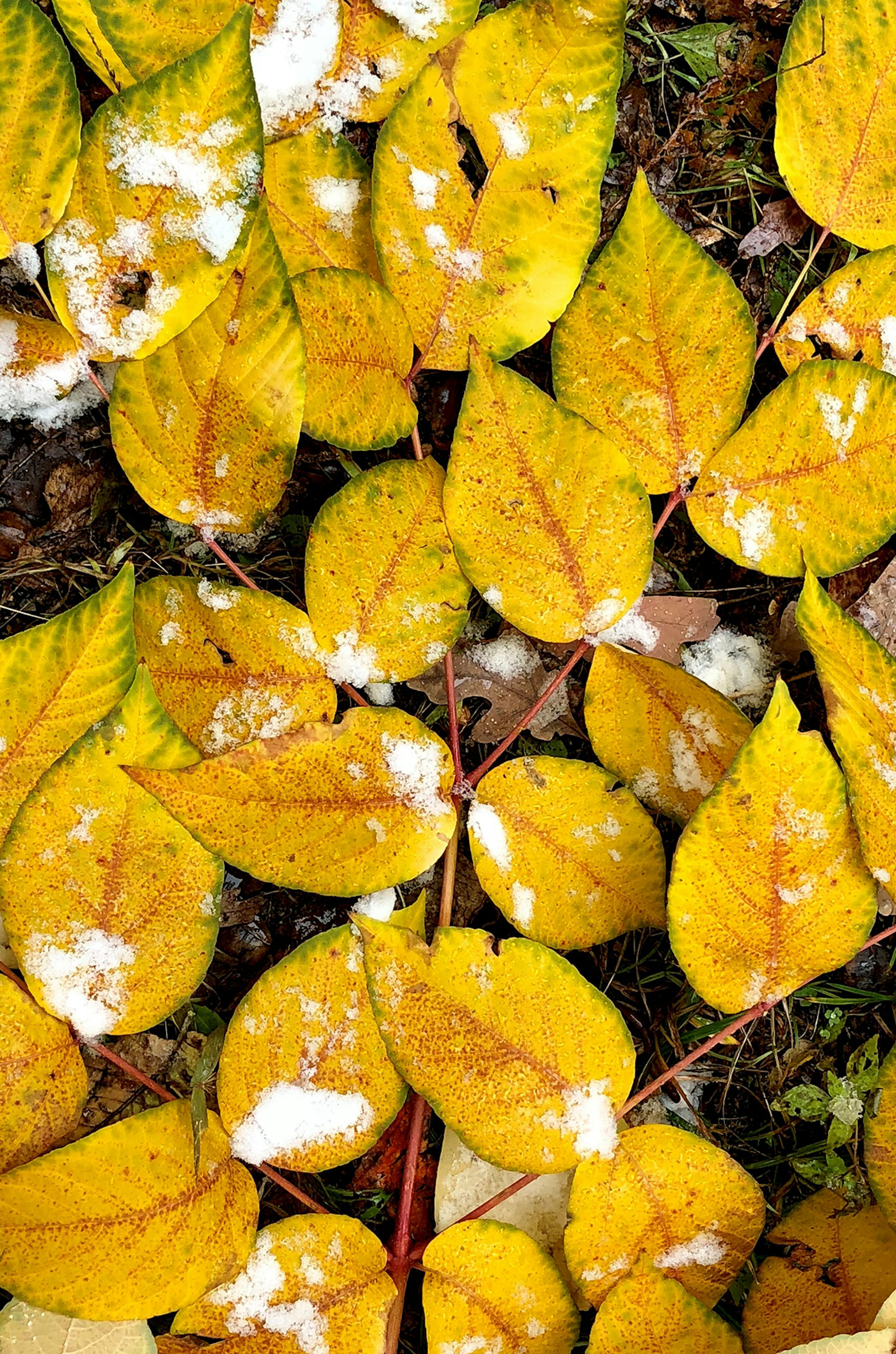 Linda Huntley, Excelsior