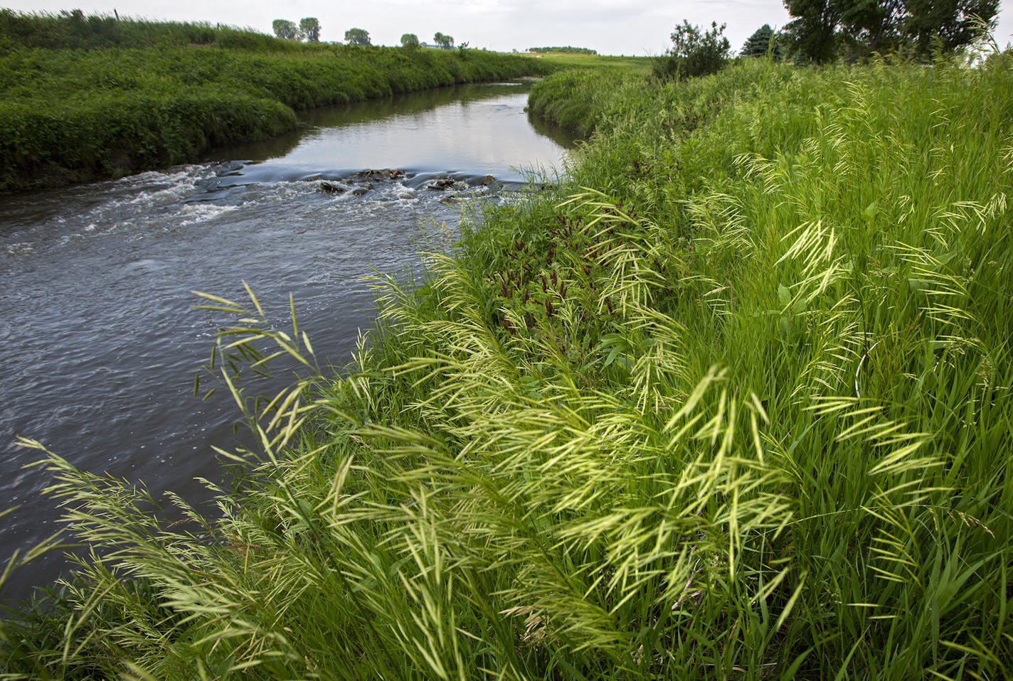 A buffer strip of grass and trees along the Rock River west of Edgerton is a good example of the protective strips that help filter runoff. ] In the small town of Edgerton where a shallow aquifer readily absorbs leaching farm chemicals, residents pay extra every month for special treatment to make their water safe to drink. The nitrate-removal system -- now woven into the infrastructure of this heavily Dutch settlement - reflects the dilemma that a number of communities are having across Minneso