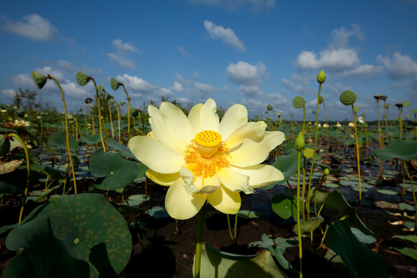 American Lotus plants bloom on the eastern edge of Lake Jackson.
